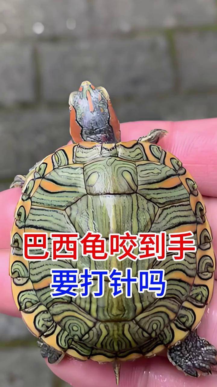 巴西龟咬到手要打针吗 巴西龟 龟龟 养龟人 乌龟咬人 养龟攻略