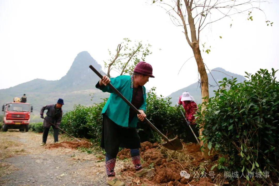 欧博体育下载柳城又一项目开工(图4)