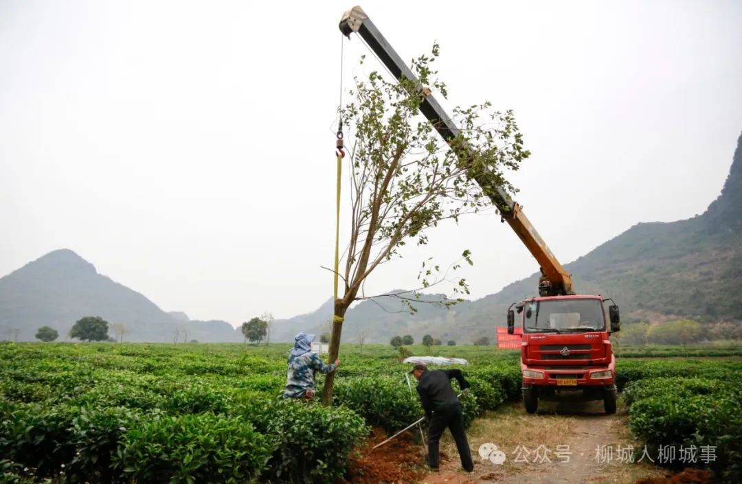 欧博体育下载柳城又一项目开工(图5)