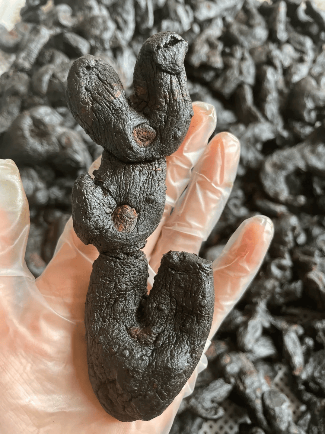 "仙人余粮"黄精果!九蒸九晒营养足,秋冬吃它好处多!