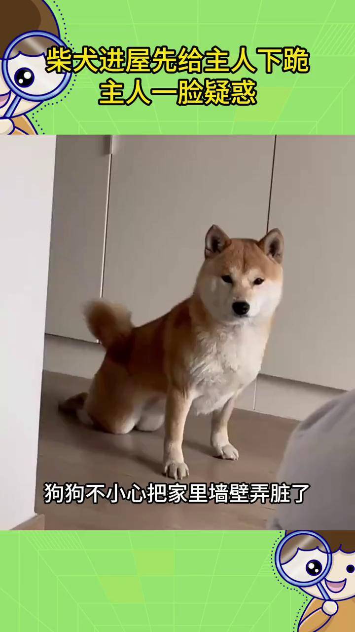 狗狗跪在地上给主人磕头