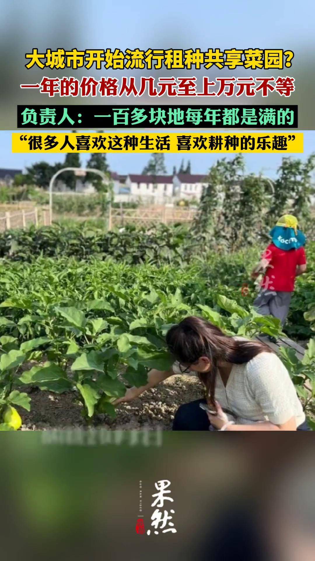 种一亩菜一年收入(什么菜利润高又好卖)