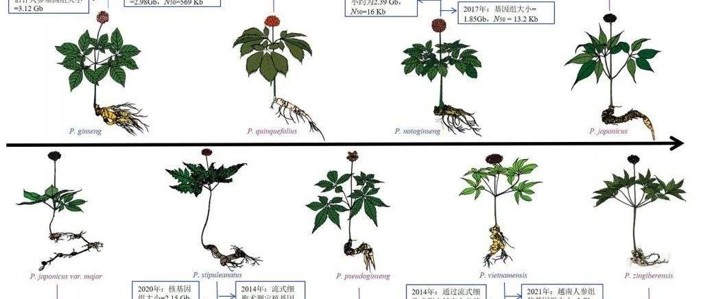 人参属药用植物种质资源研究进展_三七_越南_分类