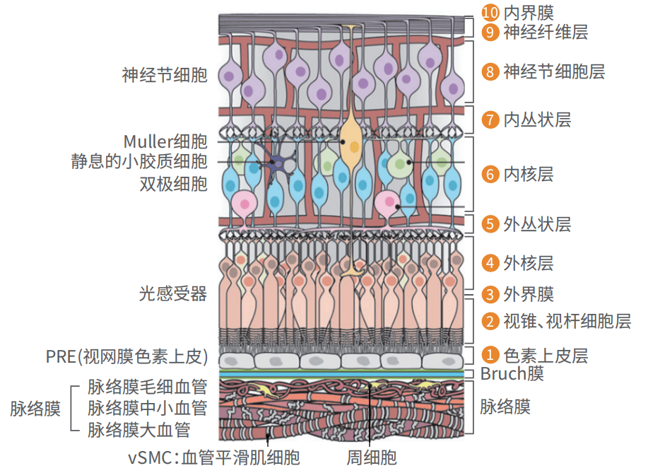 揭露视觉器官隐藏的故事