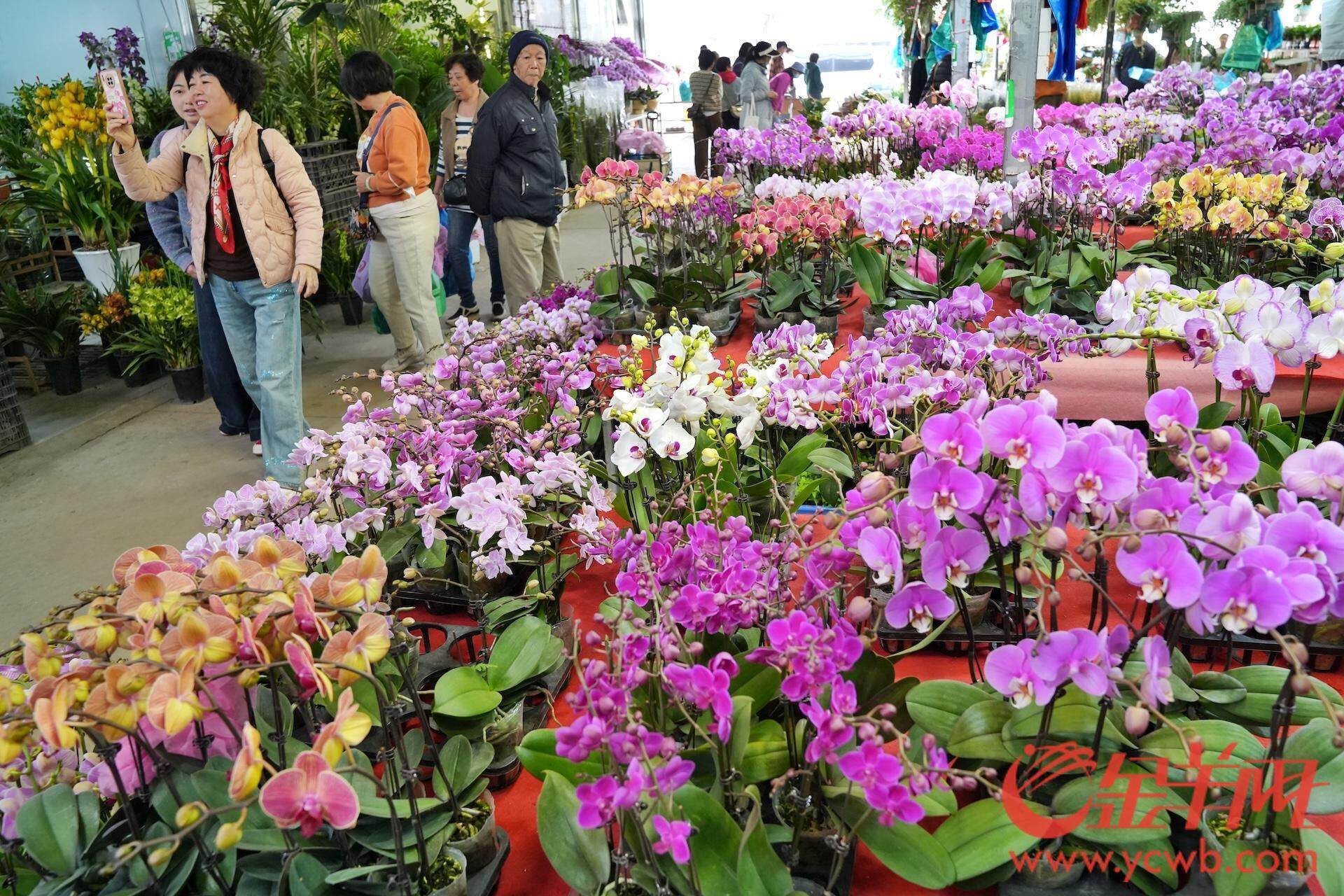 广州花卉市场砸花图片