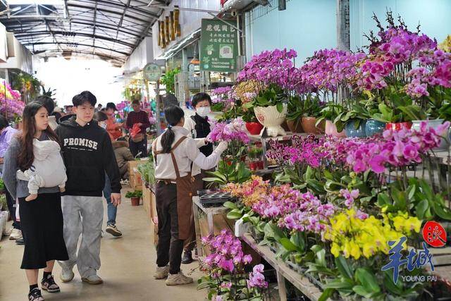 果博app图集｜“水陆空”年味齐放广州荔湾邀你共赏永不落幕花市盛宴(图7)