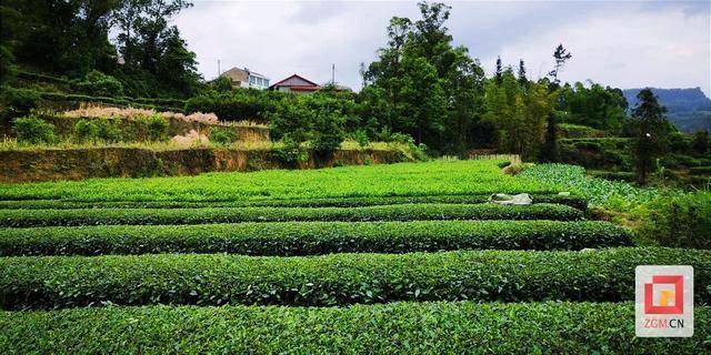 一竞技注册荣县：全力打造茶叶现代农业园区 推动茶产业升级发展(图2)