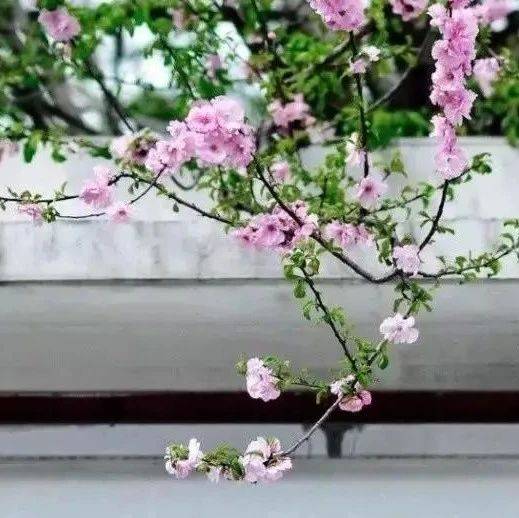 梁实秋:没有人不爱惜生命,但很少人珍视时间_莎士比亚_前四史_中国