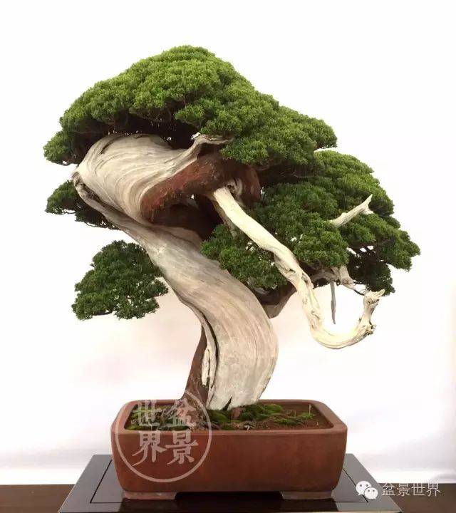 扭转乾坤植物图片