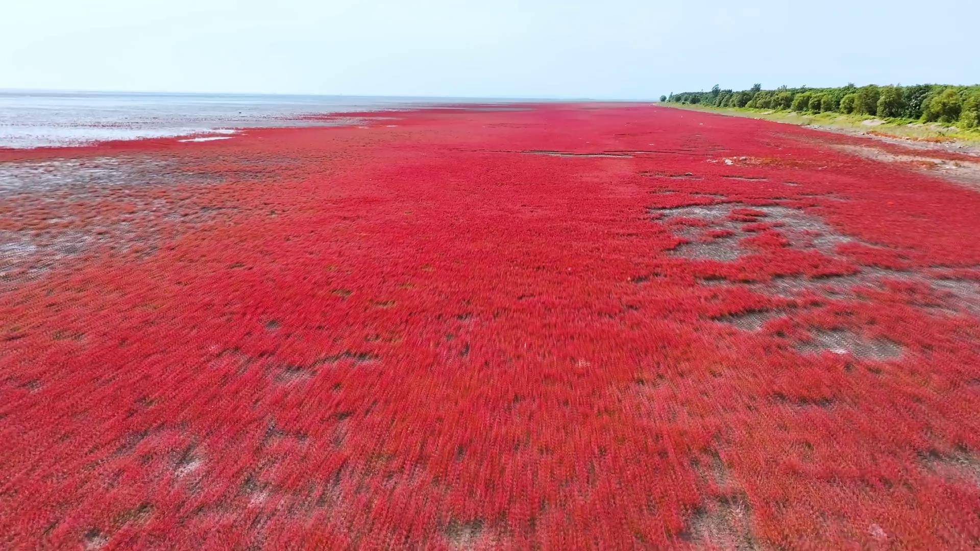 你见过红色的海滩吗?