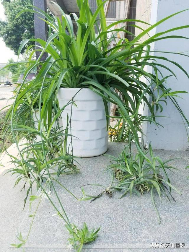 你知道什么花好养吗