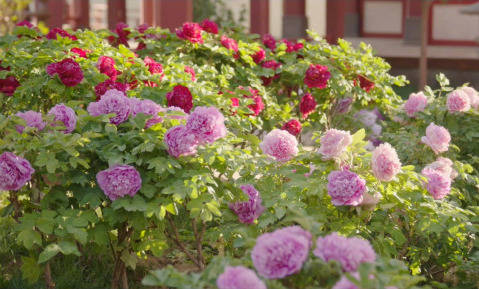春节遇上“国色天香” 看看年宵花里的“中式美学” -华闻时空