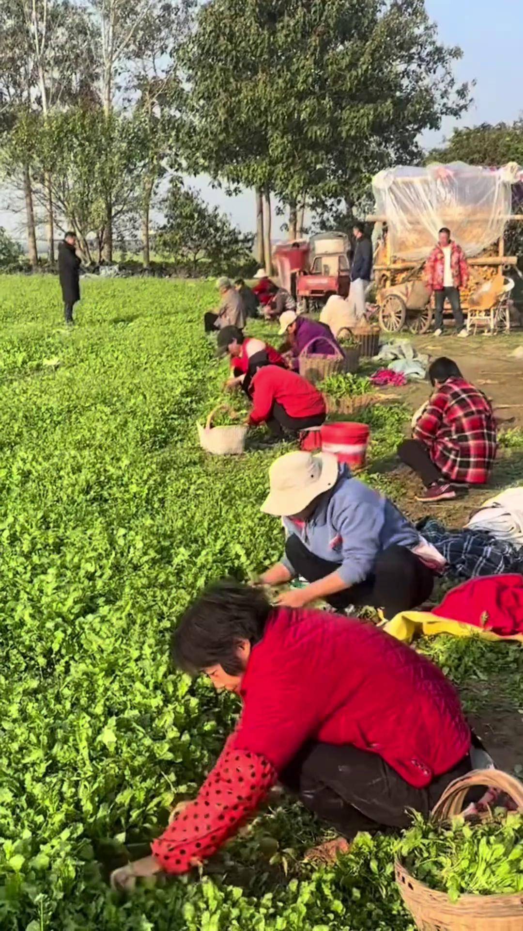 三农 农业种植 荠菜