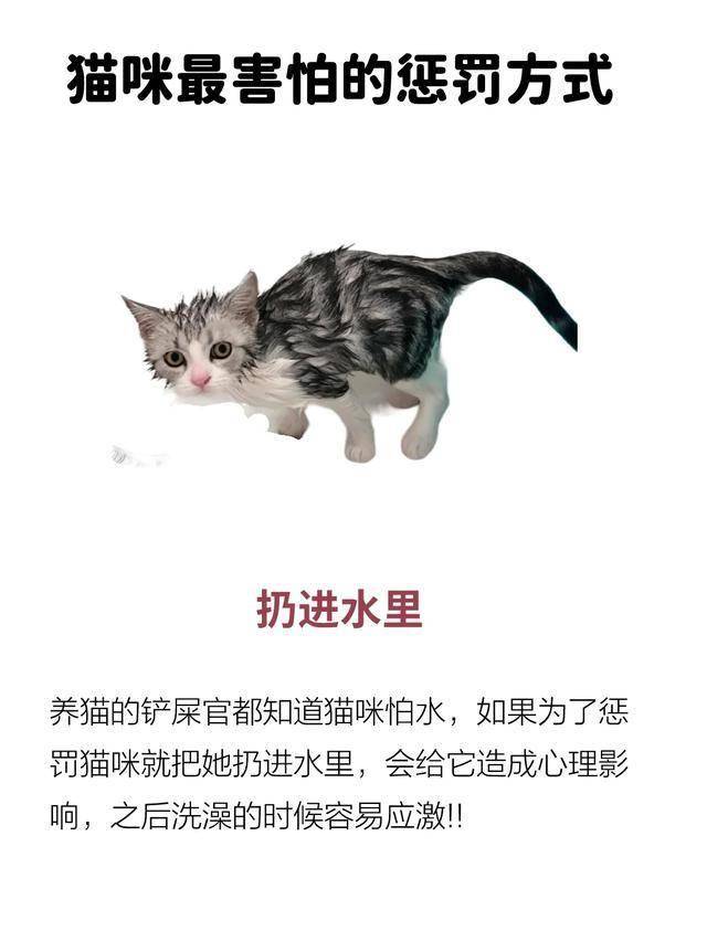 惩戒猫图片