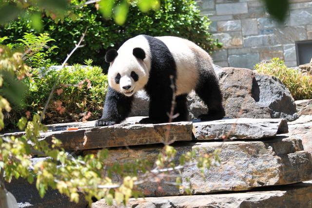 中国大熊猫欢迎活动在澳大利亚阿德莱德动物园举行 中国大熊猫欢迎活动在澳大利亚阿德莱德动物园举行