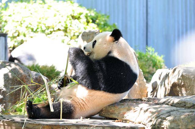 中国大熊猫欢迎活动在澳大利亚阿德莱德动物园举行 中国大熊猫欢迎活动在澳大利亚阿德莱德动物园举行