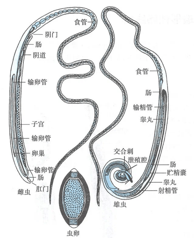 鞭虫卵 结构图片