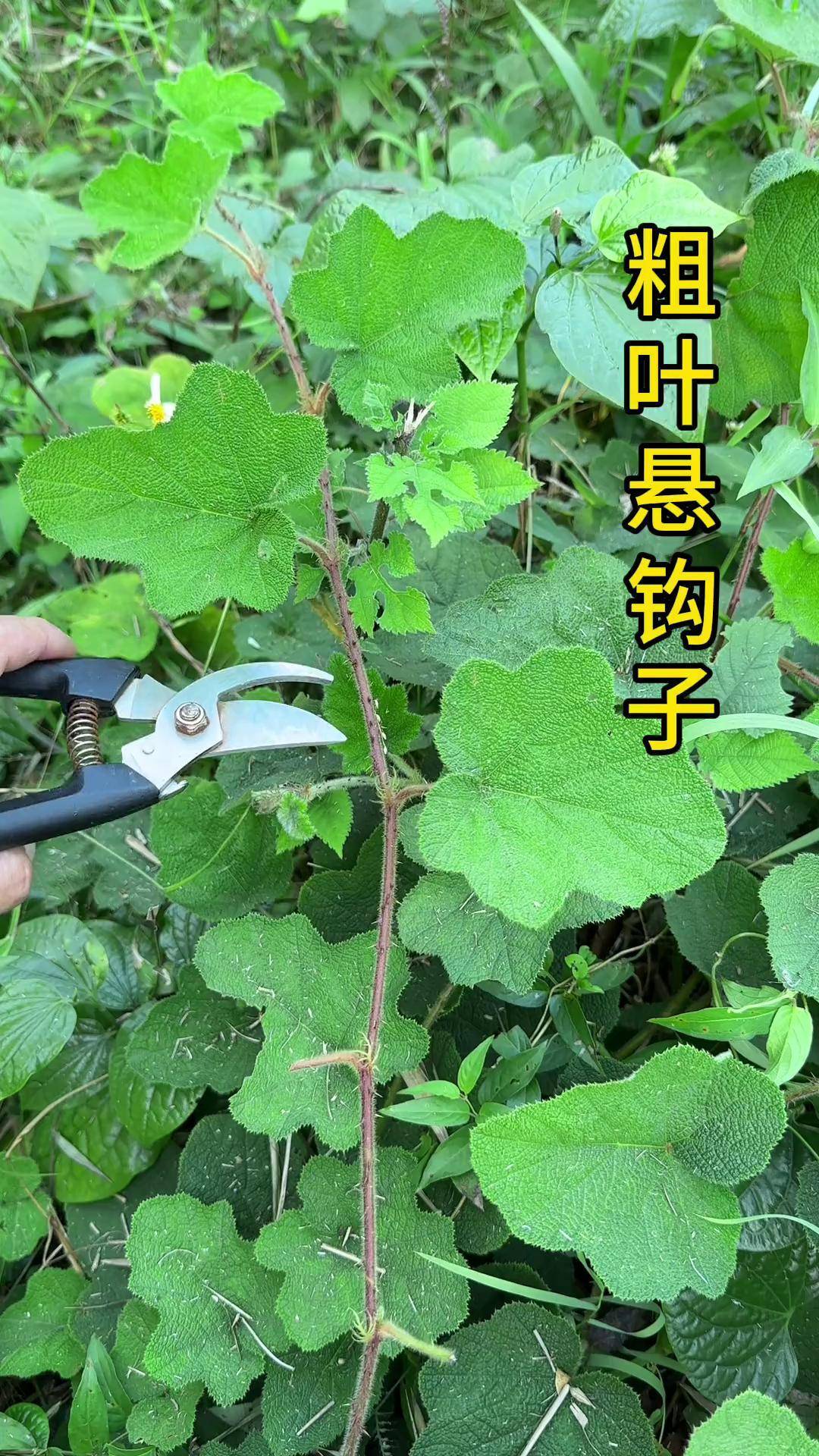 这种植物是粗叶悬钩子,农村的小时候经常采摘它,你见过吗?
