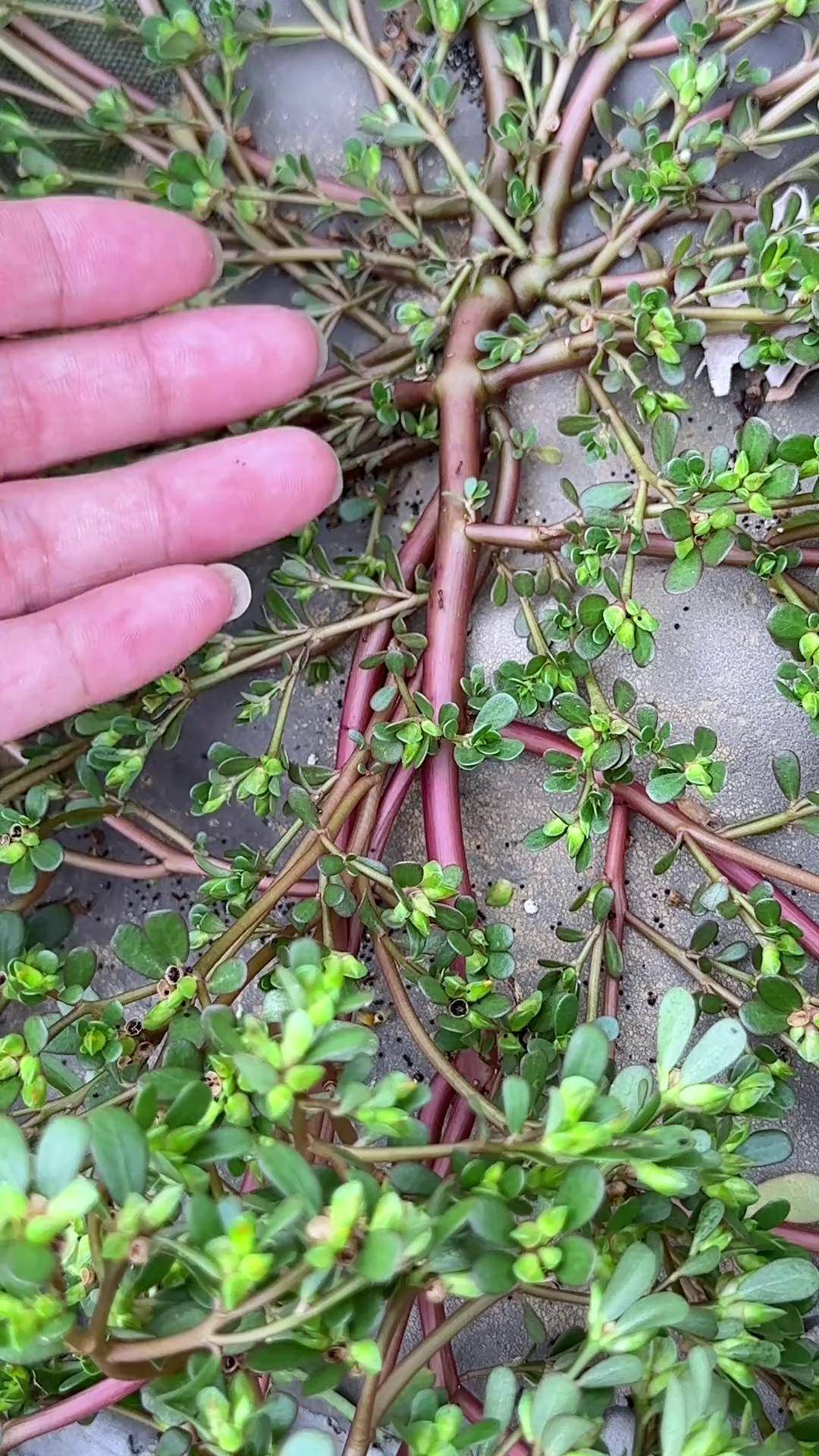 瓜子菜又名马苋菜,马齿苋,一种常见野菜,农村人常在田边采挖它 dou来