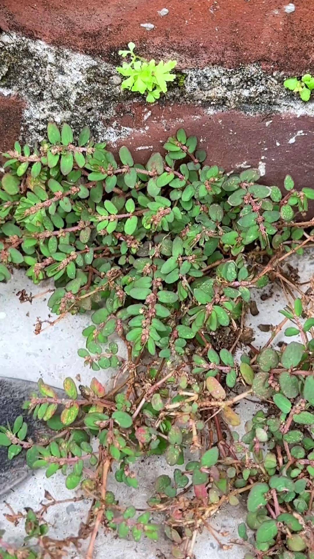 农村人采摘奶浆草,它的茎会流出白色汁液,你见过它吗?