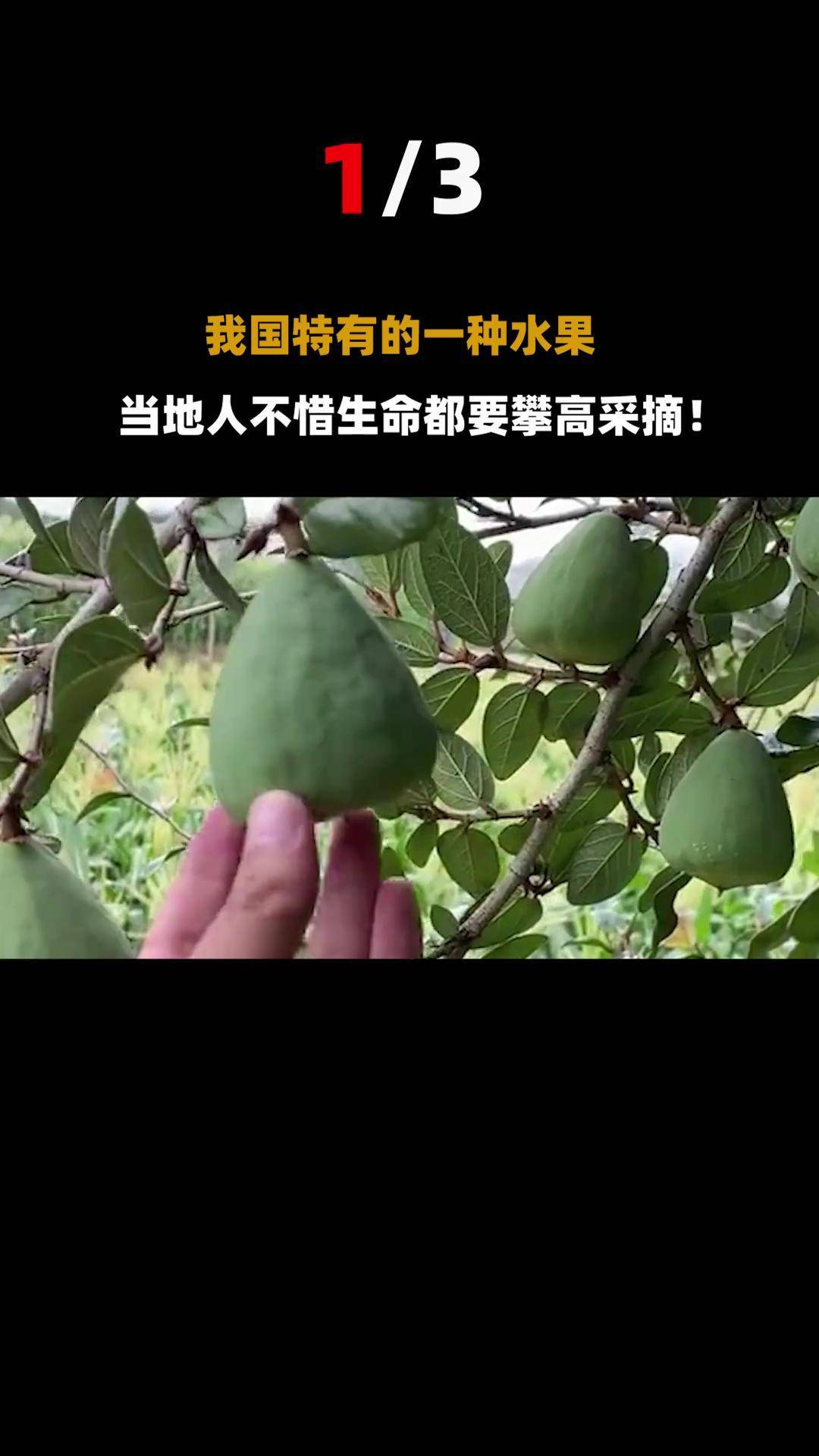水果 中国 爱玉果