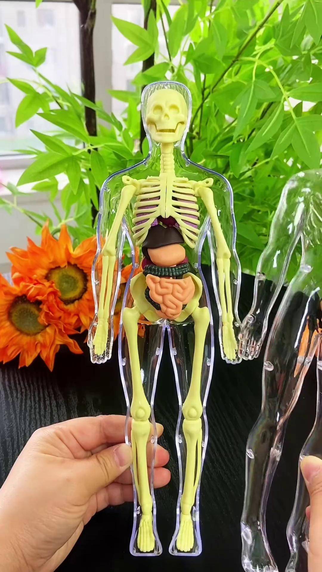 让孩子认识自己的身体,从而学会好好爱惜身体人体模型 益智玩具 儿童