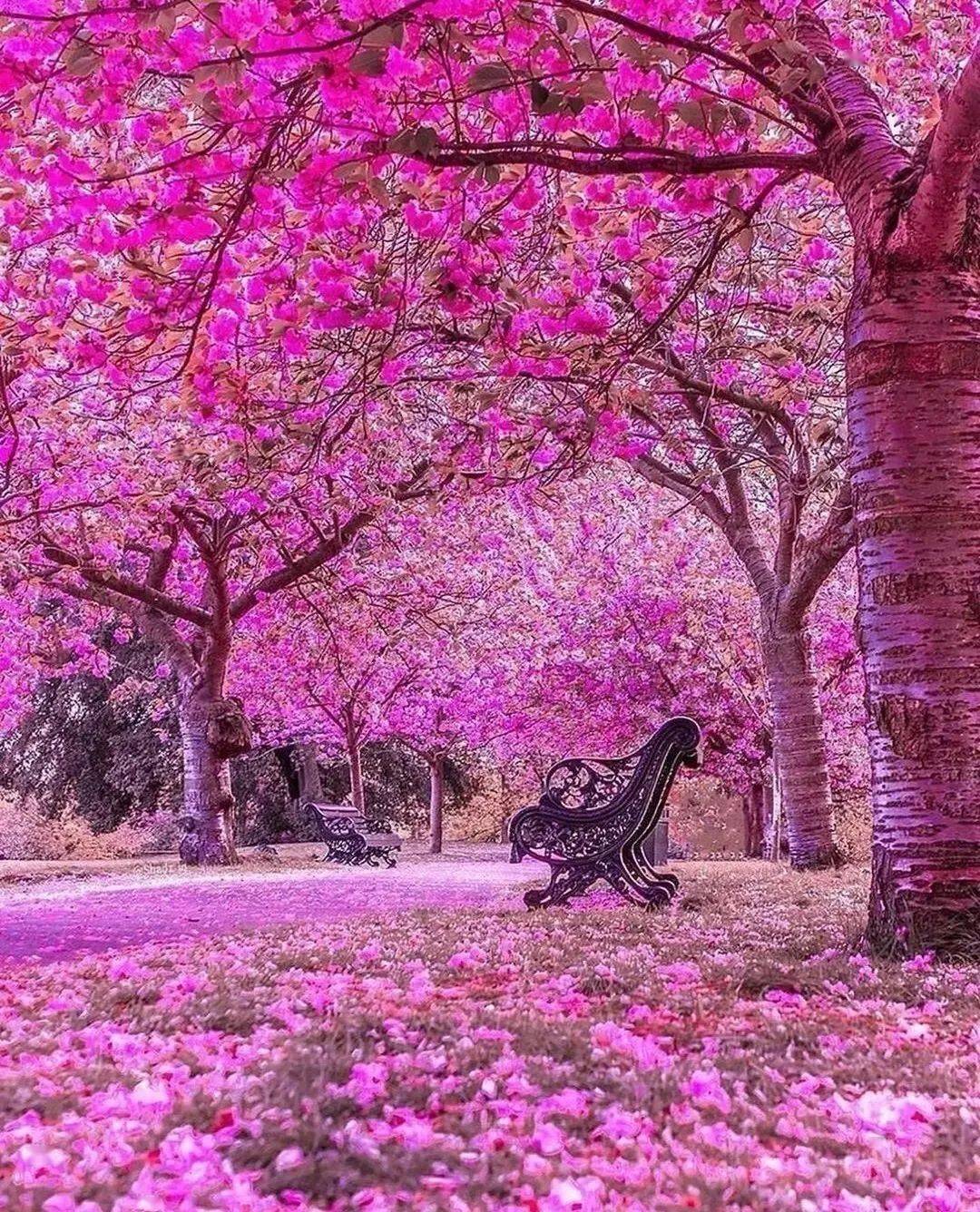 花季花树姹紫嫣红