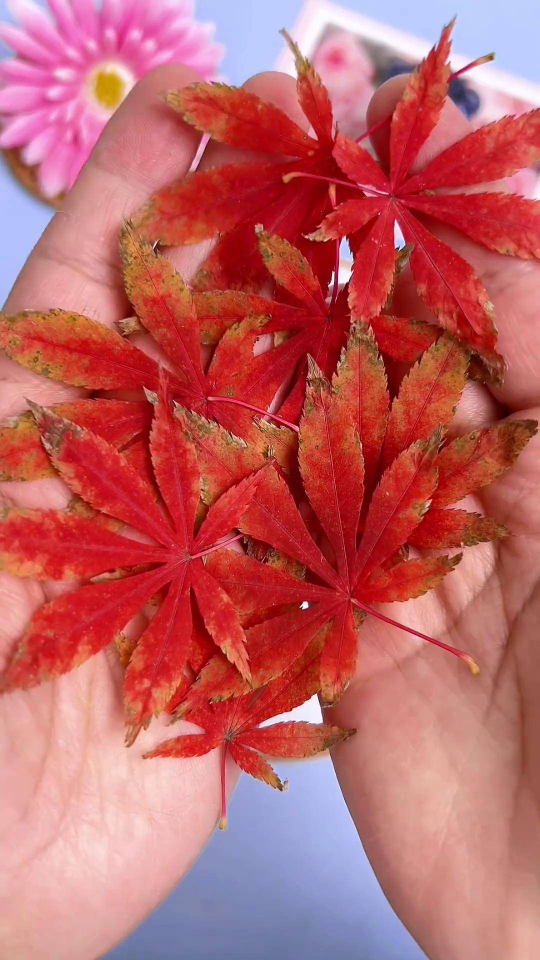 捡几片枫叶做一幅美美的枫叶画,把秋天装进画框里保存起来!