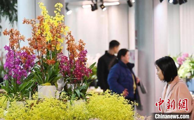 6686体育长三角年轻人阳台花园种出“养成系”懒人年宵花(图2)