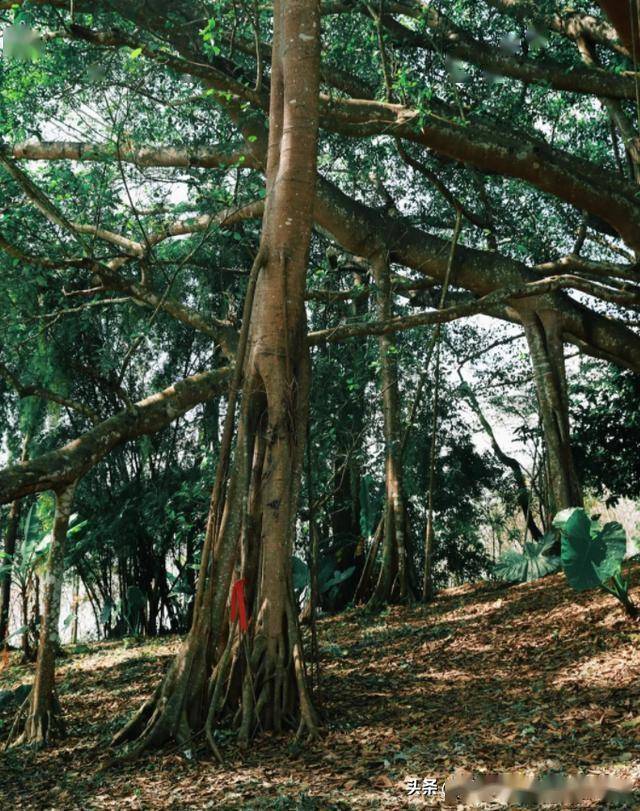 孟定：一个四季温暖、民族融合的地方