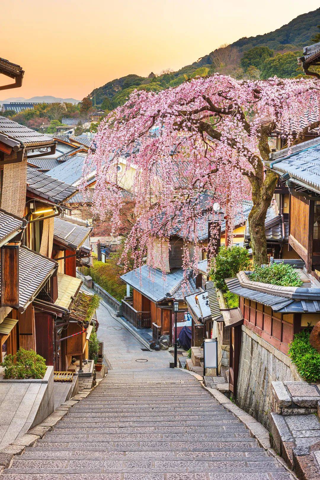 2025年日本樱花季日程出炉可以准备请假啦