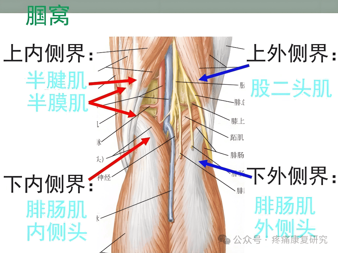 上内侧界,由半腱肌 半膜肌腱组成.囊肿常见于半膜肌与腓肠肌内侧