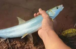 长江江西段“鳤鱼”重现,鱼类增长4成!鯮鱼鲥鱼何时归来?_网友_白鲟_数量
