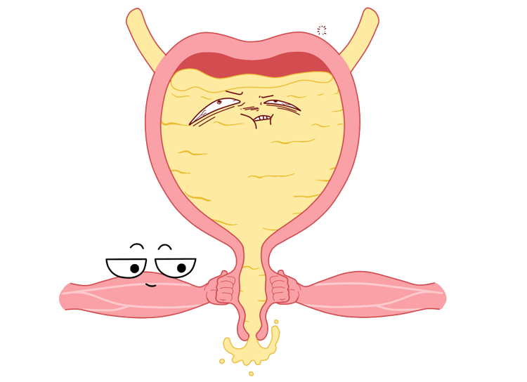 阴道为什么叫逼