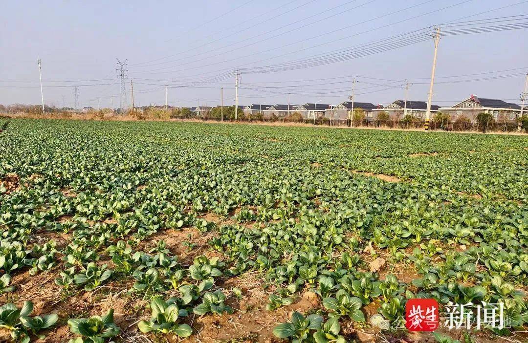 开云体育入口仪征这里的蔬菜 每天采摘后送往扬州…(图2)