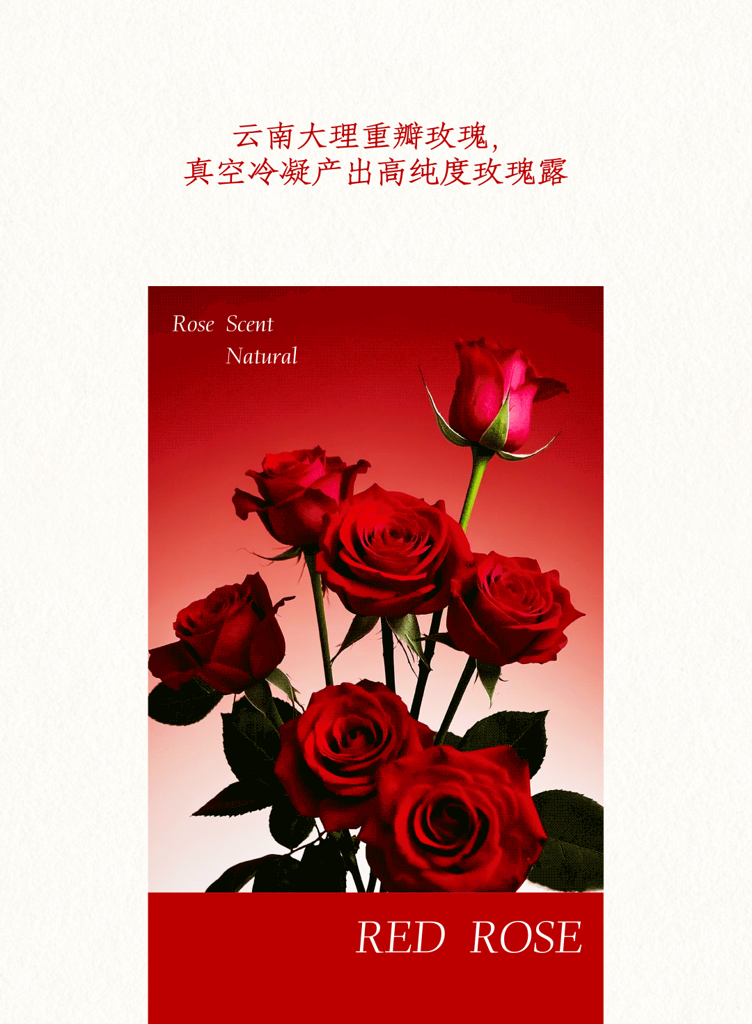 喜欢红玫瑰,更喜欢一起喝红玫瑰的你