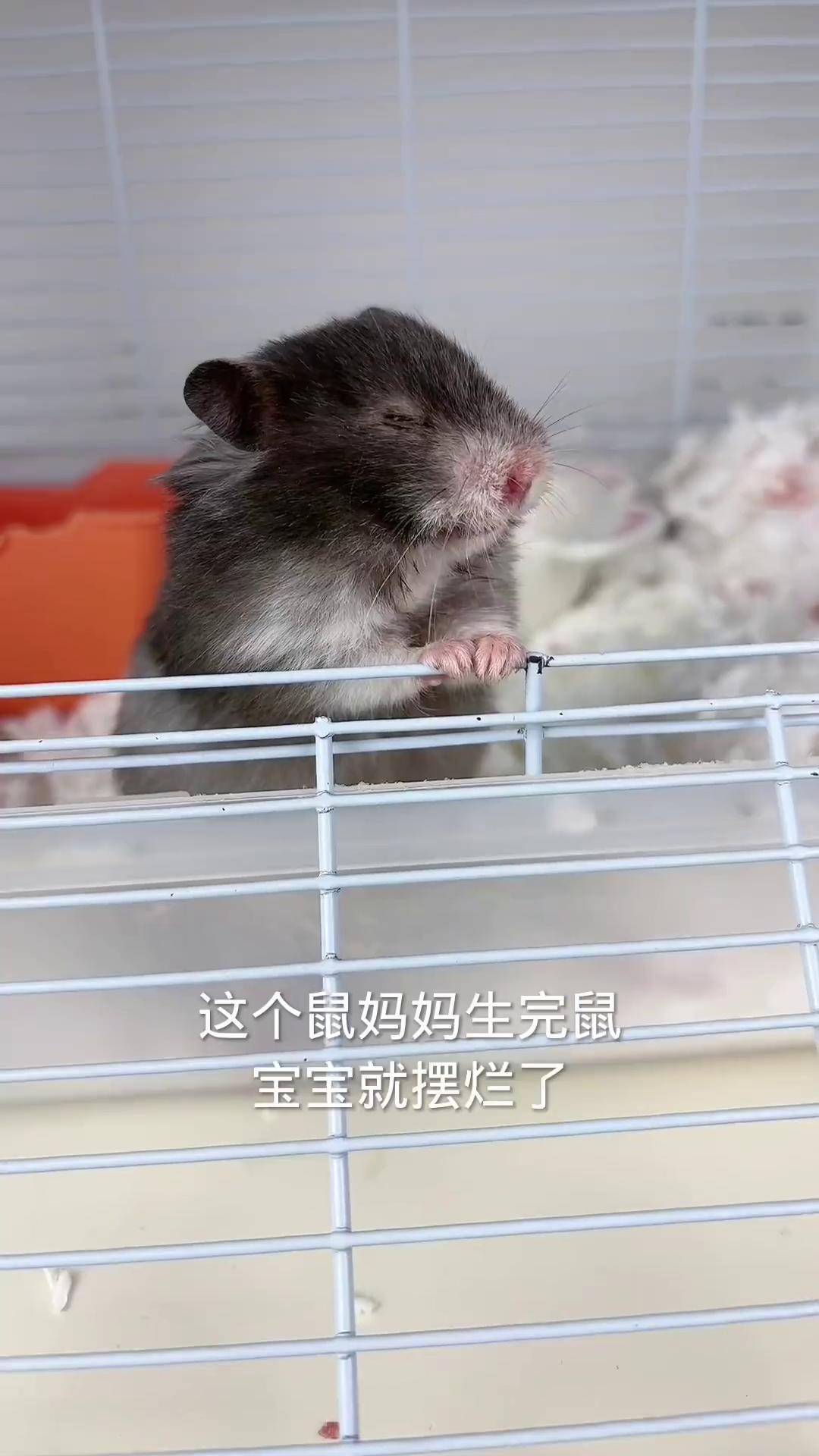 金丝熊仓鼠 鼠妈妈怎么可以这样,刚生完就开吃