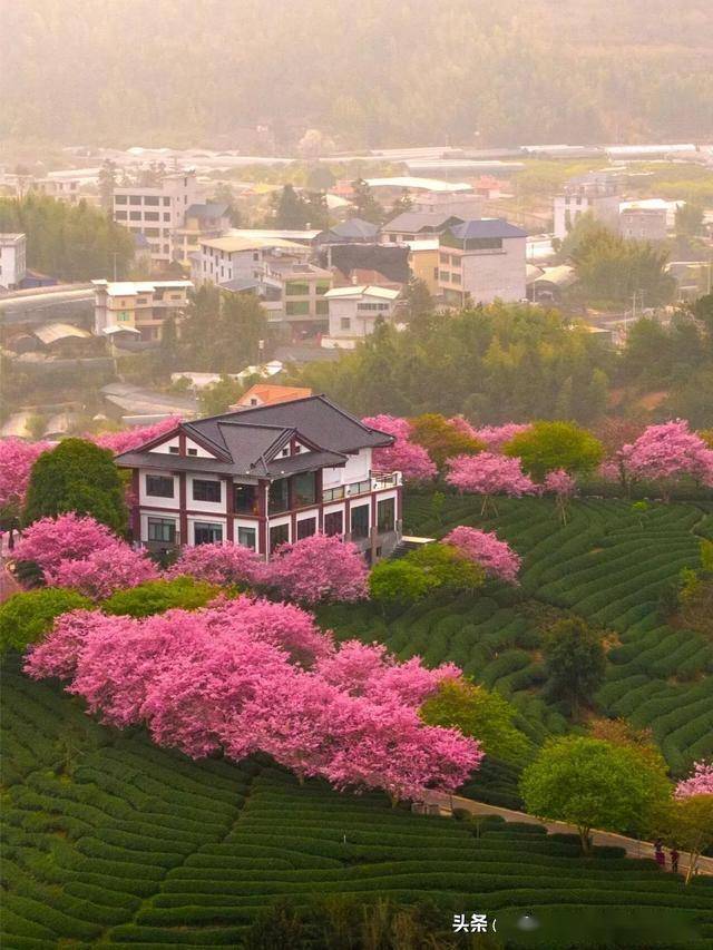 漳平永福樱花之旅：三天两夜的绝美攻略，福建漳平永福：被低估的樱花盛地