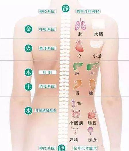 背部_五脏六腑_阳气