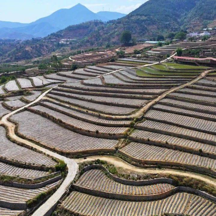 大水漫灌变精打细算 仁和区水权水价改革拧紧农业“节水阀”_用水_新街村_村民