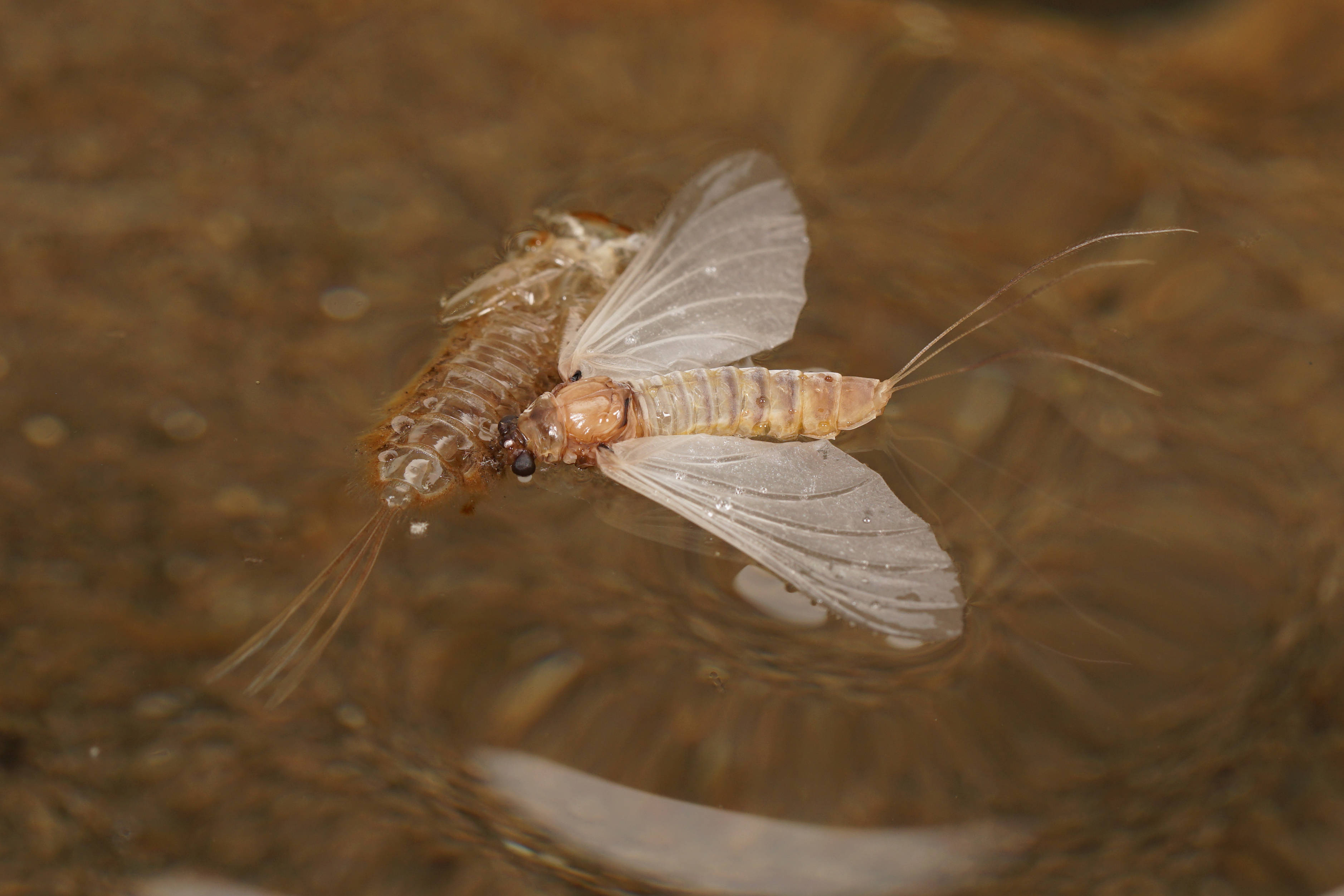 一只蜉蝣,名叫"苏轼"