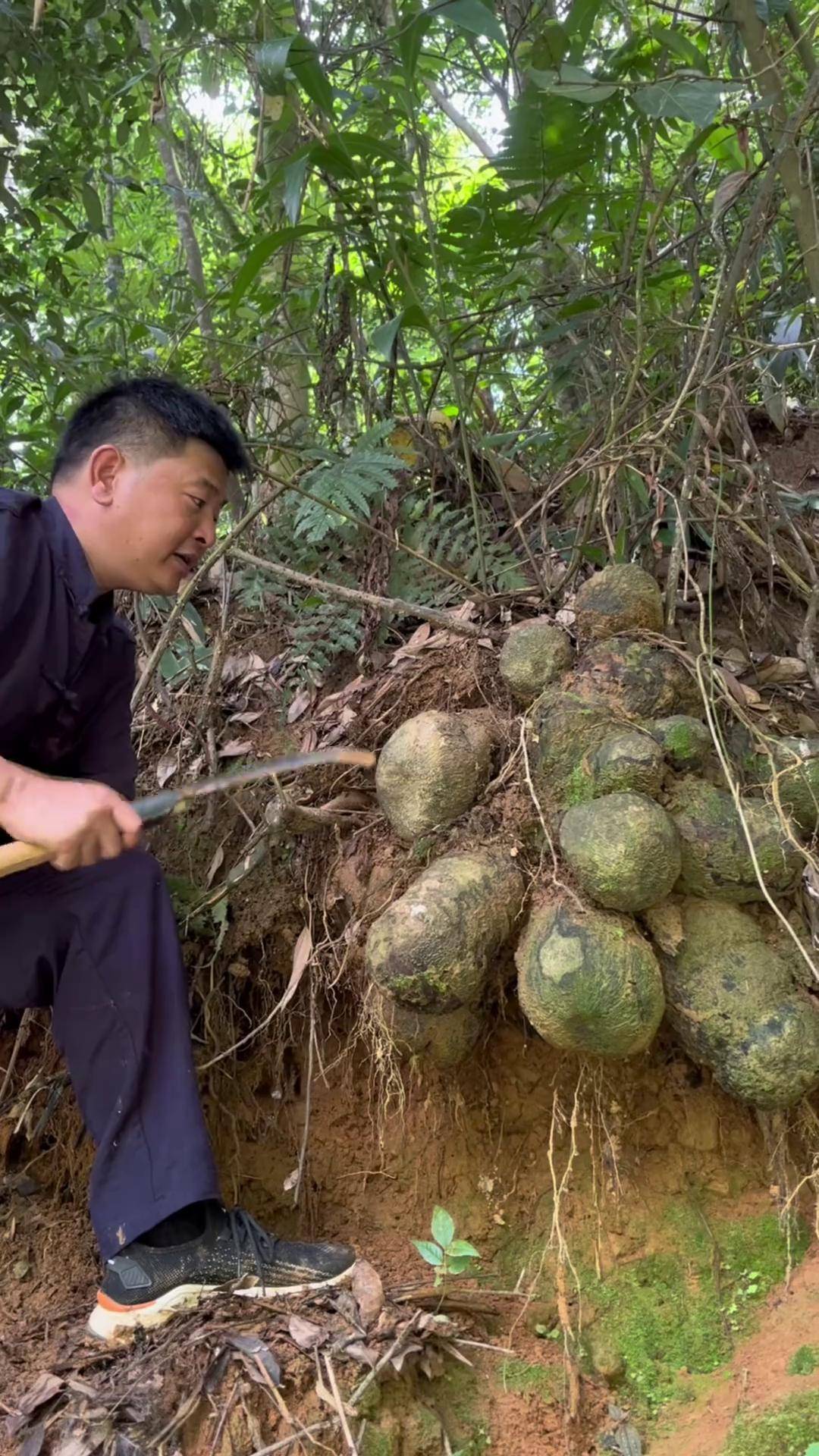 署莨也叫红孩儿,血母.不仅是中药材还是天然染色剂