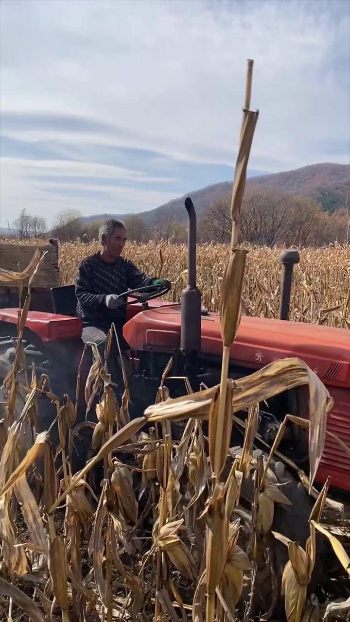 东北林区玉米秋收了,春种一粒粟,秋收万颗子 秋收的季节