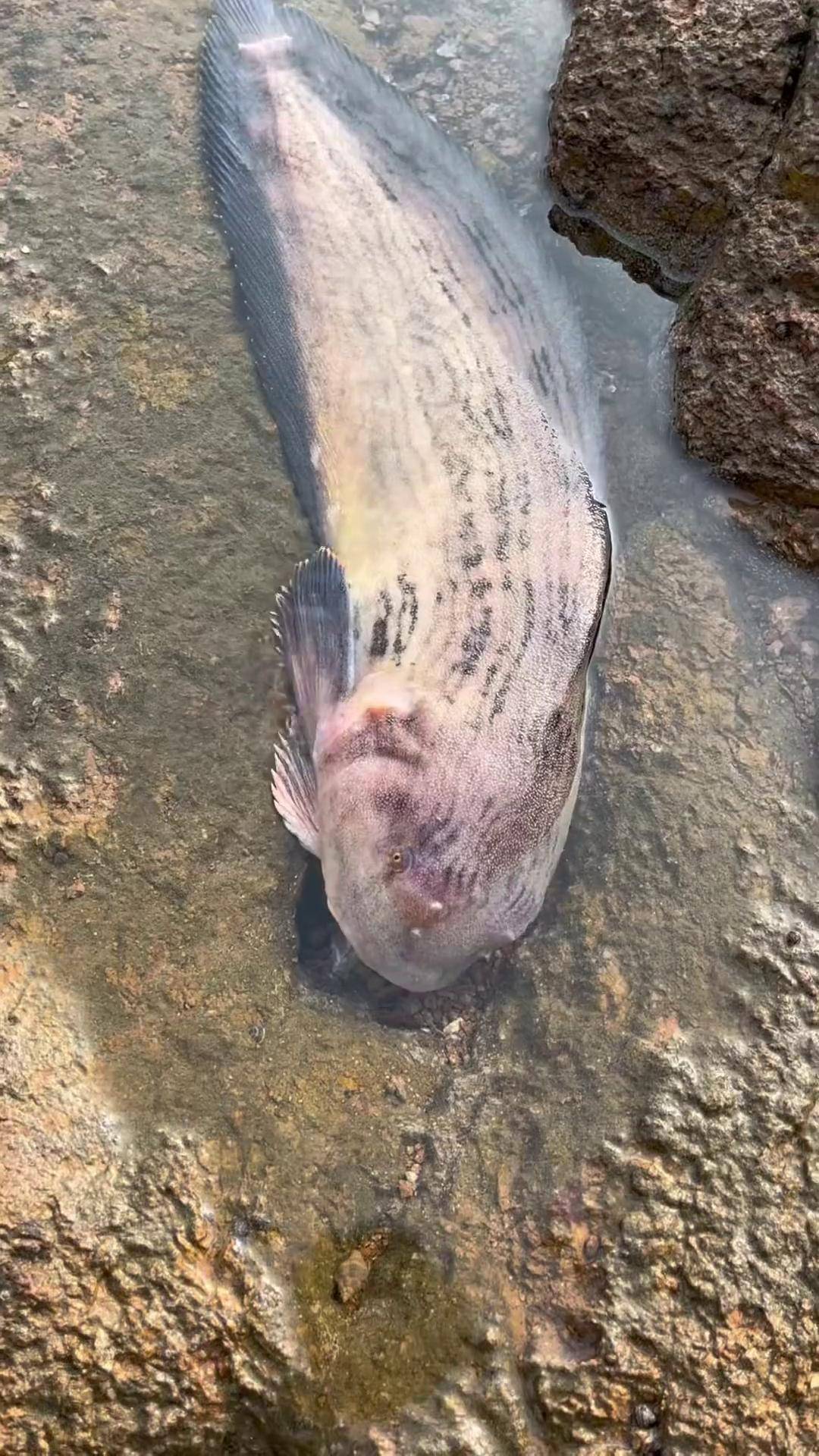 赶海 娃娃鱼 放生 娃娃鱼放生了