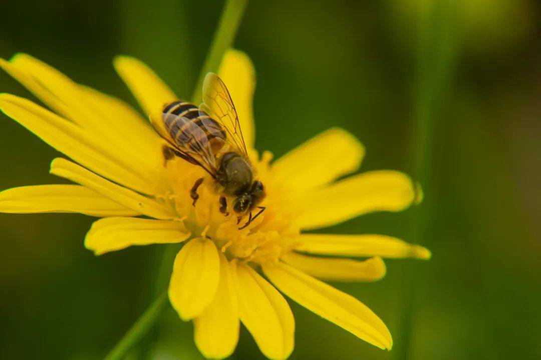 蜜蜂的"8字舞"竟能实现3公里0延迟通信?