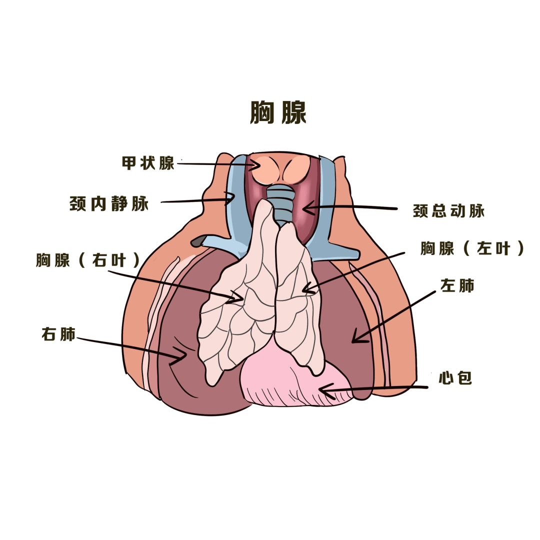 无需开胸三个钥匙孔巧妙切除巨大胸腺瘤