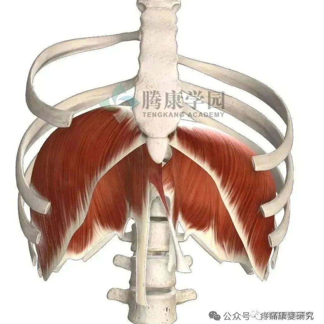 膈肌与颈肩疼痛:解剖与临床的深度关联_神经_功能_课程