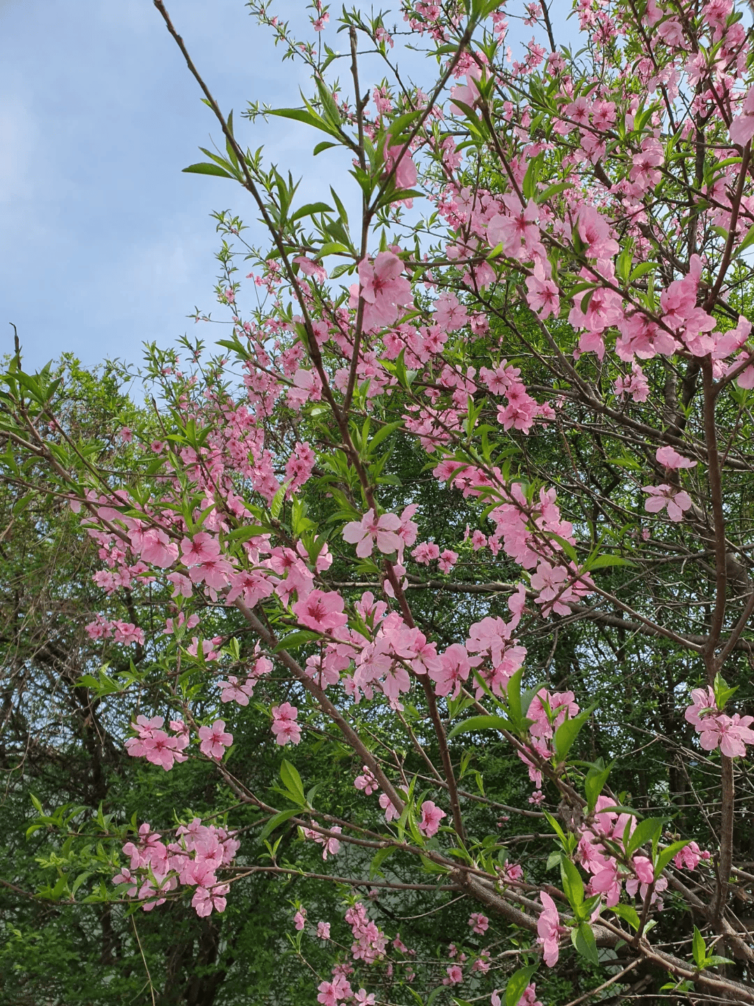 有了院子春天一定要种这5种花树
