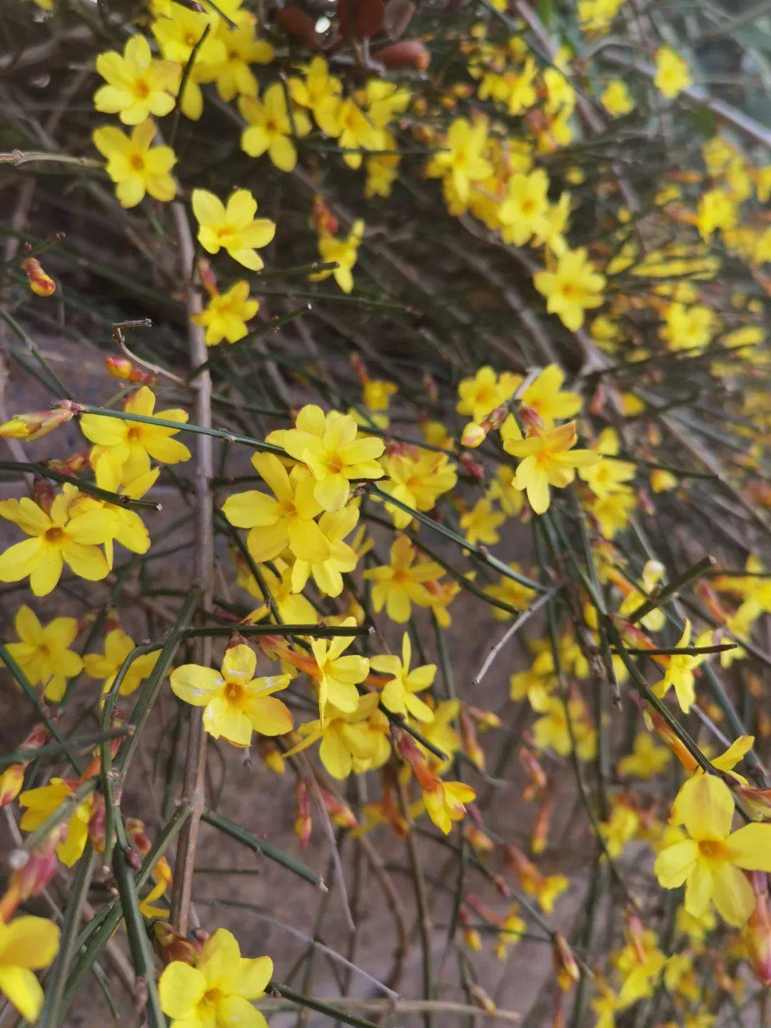 家门口看看迎春花,感受春天的气息