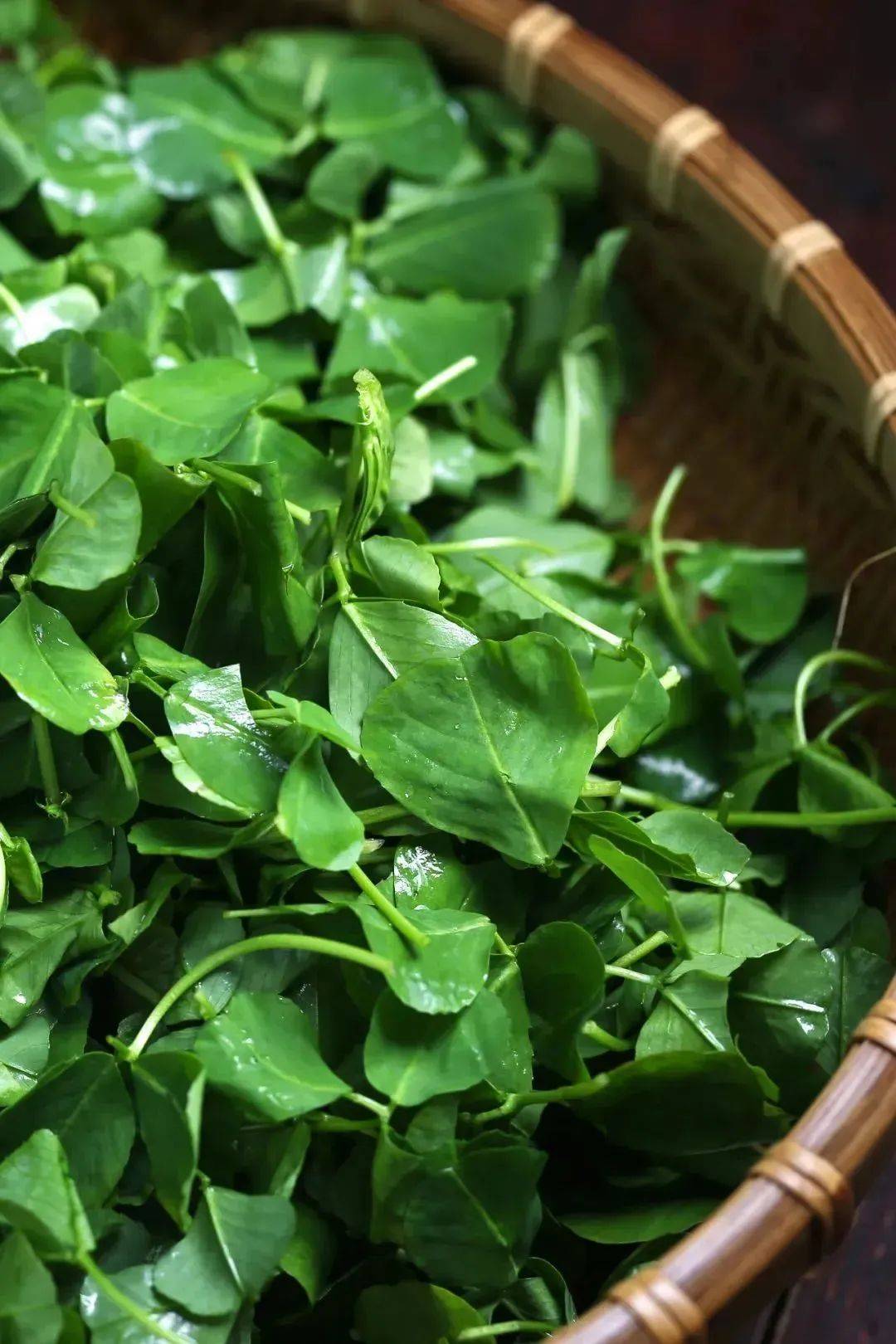 野菜_香椿_苜蓿